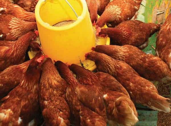 تصویر 1 از فروش روغن خوراک مرغ + قیمت خرید به صرفه